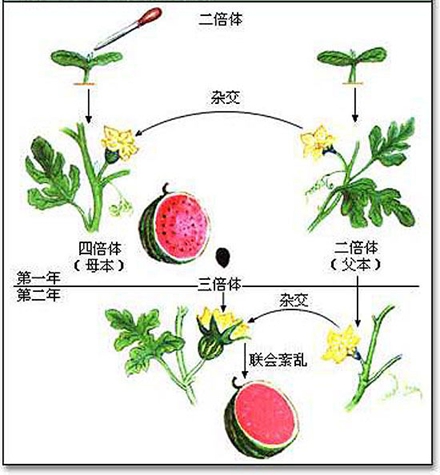 在授粉过程中,二倍体西瓜花粉内负责合成生长素等激素的多种酶类,会