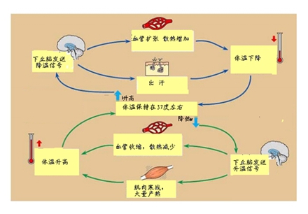 会什么人口_读巴西人口分布图,回答下列问题 9 分 1 巴西北部为什么人口很少