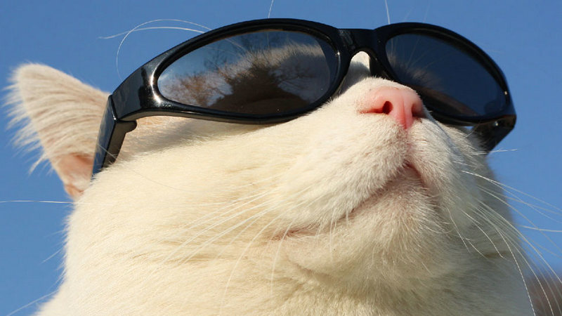 你那么傲娇给谁看？_微图摘