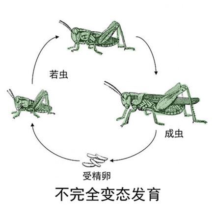 昆虫:一定要变态发育吗?