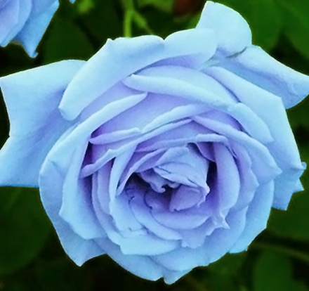 蓝玫瑰花