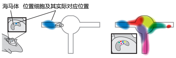 图2. 位置细胞与脑内地图。大鼠的位置细胞位于它脑中被称作海马体的区域（左），每一个位置细胞在实际舞台上可能会有对应的位置，当大鼠位于那个区域的时候，位置细胞就会变得活跃起来（中）。而多个位置细胞的对应位置能够覆盖整个舞台，从而完成大鼠脑内的地图（右）。