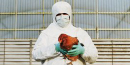 H7N9�����в���