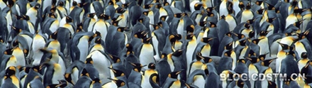 南极洲帝企鹅迁移盛况空前