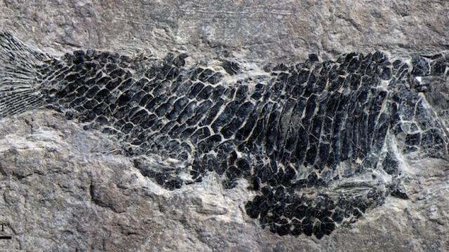 科学家发现的古老雌性飞鱼化石