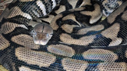这条名为“Thelma”的网纹蟒让动物园管理人员大吃了一惊。