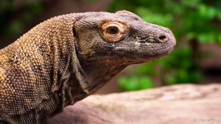 科摩多巨蜥也会进行单性生殖。