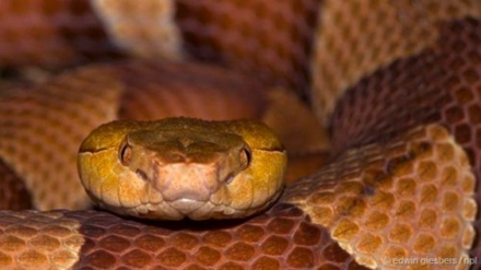 一种野生条件下会进行单性生殖的蝮蛇——铜斑蛇。
