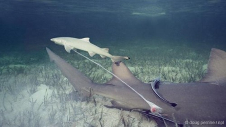 我们能否真正了解鲨鱼在野生环境下如何繁殖后代？