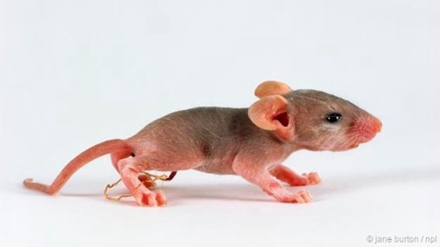 通过少量的基因调整，即使是小鼠也可以进行单性生殖。