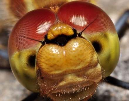 蜻蜓的复眼