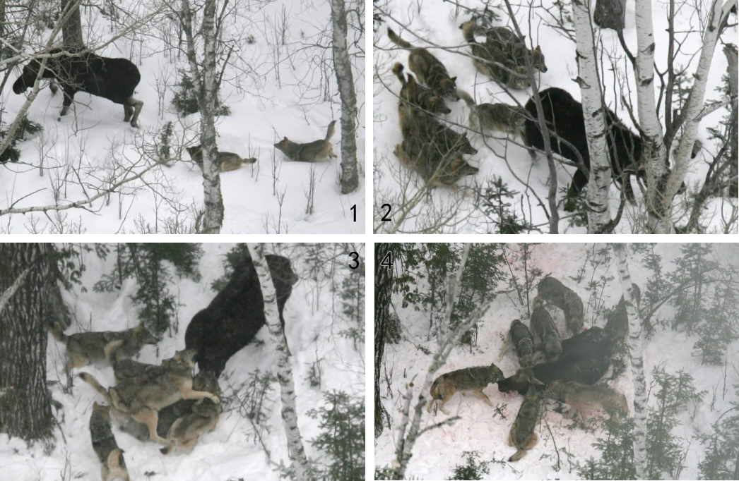 狼群攻击并杀死驼鹿（摄影：Reddhole）。