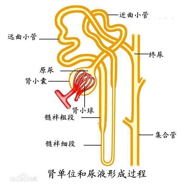 氨基酸,钠,氯化物,钾,磷酸盐和碳酸氢盐等)均在肾小管被再吸收回到