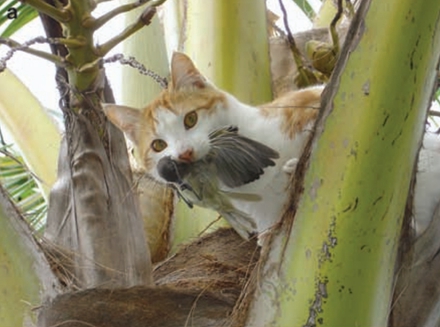 在新喀里多尼亚（法）的一个小岛上，猫捕杀了一只扇尾噪刺莺（Nogales等摄）