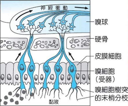 人体表面的每一种嗅觉受体都遍布上皮细胞(包括支持细胞,嗅觉神经元和