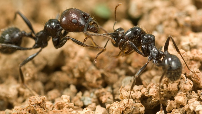 蚂蚁君的战斗力有多强?