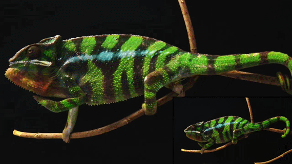 当雄性美洲蜥蜴看到另一只雄性同类进入视野时就变色了