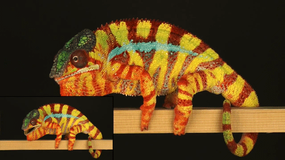 雄性美洲蜥蜴与另一只雄性同类争斗过后，颜色变化却是完全相反的