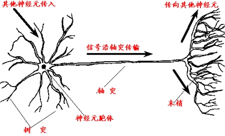 神经元及其树状突起和轴突结构示意
