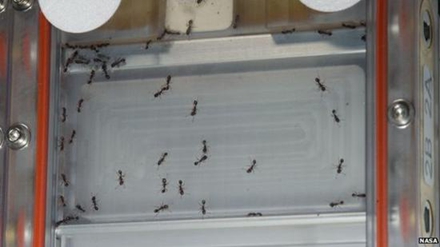 入主国际空间站的蚂蚁，被安置在一个特制的塑料容器内。容器上有很多通风孔，允许它们呼吸