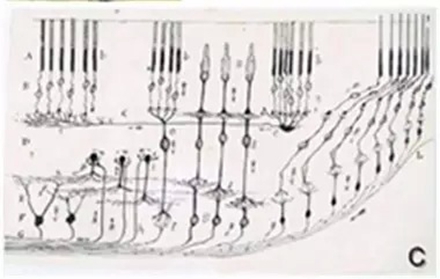 西班牙解剖学家Santiago Ramón y Cajal (1852 ～1934)画的视神经图