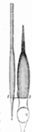 Schultze（1825～1874）画的视杆细胞和视锥细胞。