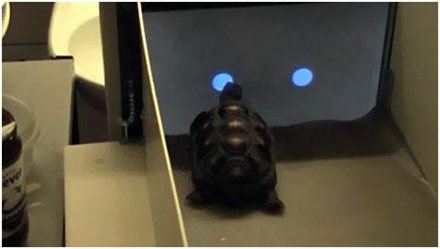 努力学习平板电脑的红腿陆龟（YouTube/University of Lincoln/Live Science）