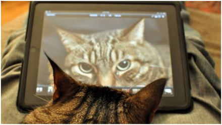智能识图算法能捕捉许多动物的即时表情，猫也不例外（Steve Lyon/Flickr/CC BY-SA）