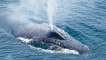  鲸浮上水面呼吸