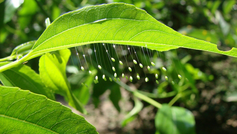 现实中有优昙婆罗花吗?