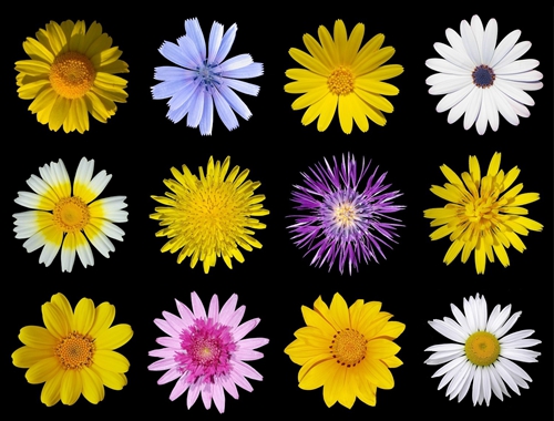 对于菊科植物来说,我们看到每一片"花瓣",以及每一个"花蕊",其实都是