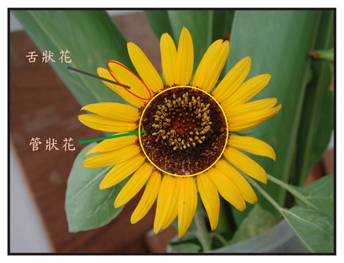 特征去判断,我们身边的菊花真是太多了,例如我们熟悉的蒲公英,向日葵